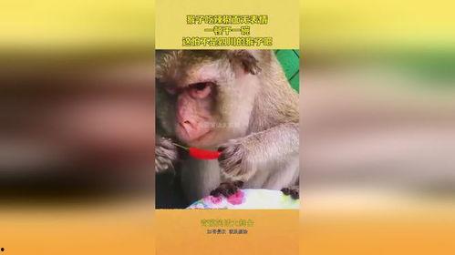 猴吃瓜背景视频软件免费,免费背景视频软件，轻松打造趣味短视频！