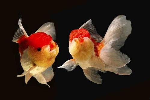 地龙瓜小金鱼可以吃吗视频,视频揭秘安全食用方法