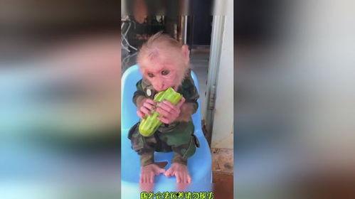 爱吃瓜吃货视频下载,揭秘爱吃瓜吃货视频下载攻略