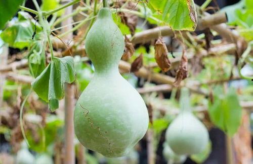 葫芦瓜怎么吃致癌的呢视频,揭秘常见误区