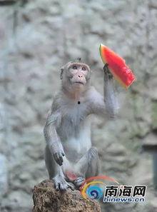 动物园吃冰瓜视频,冰瓜盛宴萌态十足