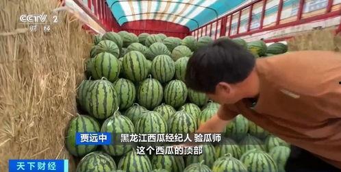 荆州各种吃瓜事件视频,一幕幕引人入胜的街头风云录