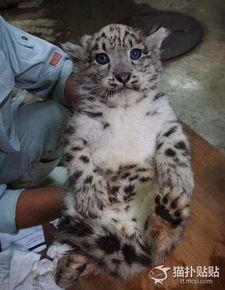雪豹瓜宝宝可以吃吗视频,揭秘视频中的真相