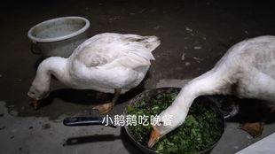 大神吃瓜鹅完整视频,一场精彩绝伦的娱乐盛宴