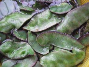 腌茭瓜怎么吃才好吃呢视频,家常做法，让你一口接一口