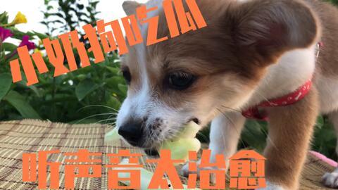 狗主人吃瓜的视频在线观看,宠物界的欢乐时光