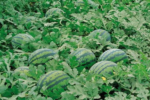 吃瓜大料小说视频大全,吃瓜大军集结！小说视频大全带你领略精彩故事世界