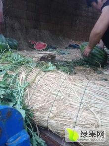 砀山四大吃瓜事件视频,揭秘网络热议背后的真相