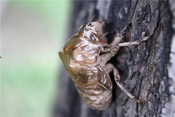 吃瓜群众金蝉视频,揭秘娱乐圈幕后故事，吃瓜群众带你一探究竟