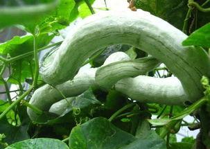 吃蛇瓜搞笑视频大全集,吃蛇瓜搞笑视频大全集，欢乐无限！