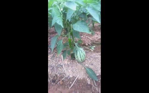 吃辣椒瓜的视频怎么拍的,镜头下的辣味诱惑制作过程