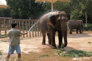 济南动物园吃瓜事件视频,游客与动物互动引发热议