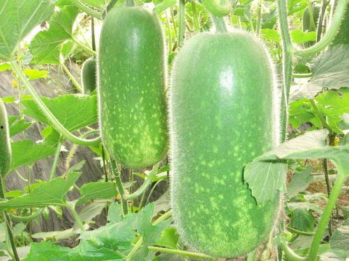 中信陈雨欣吃瓜视频大全,揭秘娱乐圈幕后故事