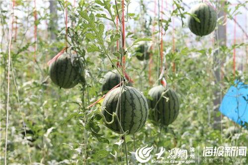 鹤壁公园吃瓜视频播放,网友热议公园生活新风尚