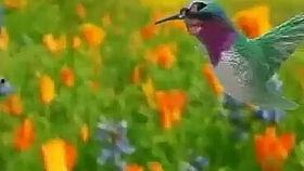 感谢紫鹊吃瓜的视频,一场欢乐的视觉盛宴