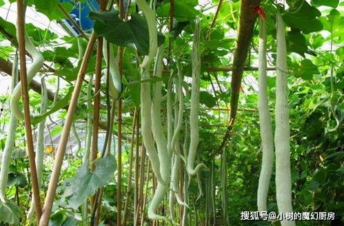 印度大妈吃蛇瓜视频下载,惊险视频引网友热议