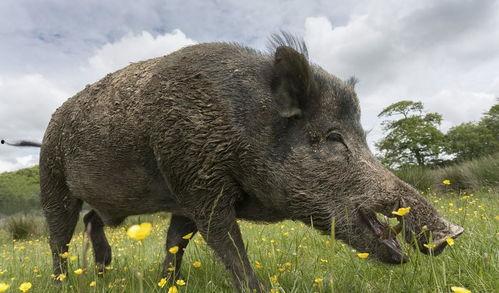 野猪吃瓜少女视频下载,大自然的奇妙瞬间