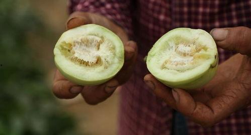 美七在莱西吃瓜视频,揭秘网红美食背后的故事