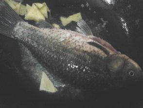 鲫鱼会吃小瓜吗视频播放,小瓜成为盘中餐？