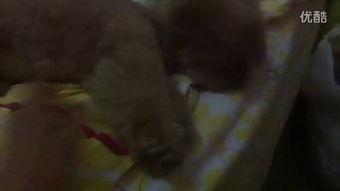 吃瓜小土豆女士视频