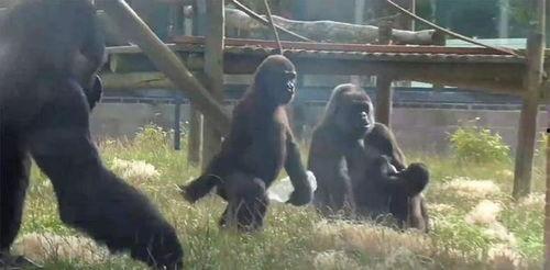 网红吃瓜大猩猩视频播放,动物界的“吃瓜群众”