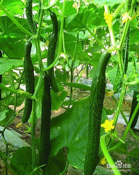 老黄瓜吃瓜视频