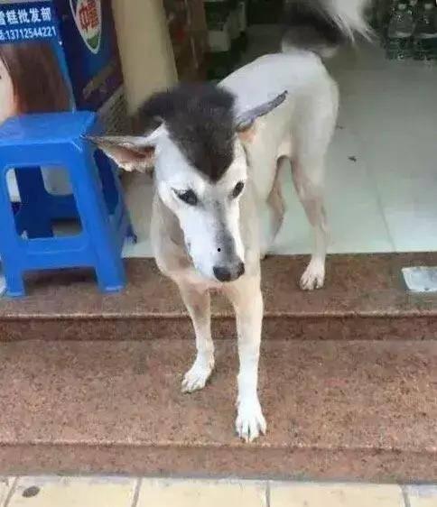 哈士猪吃瓜最新视频下载